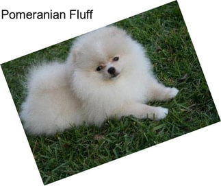 Pomeranian Fluff