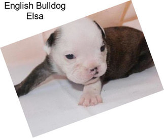English Bulldog Elsa