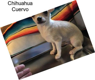 Chihuahua Cuervo