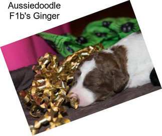 Aussiedoodle F1b\'s Ginger