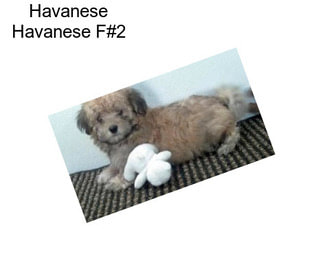 Havanese Havanese F#2