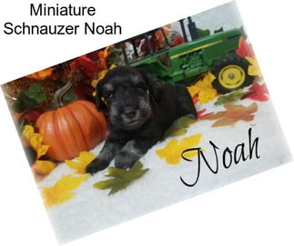 Miniature Schnauzer Noah