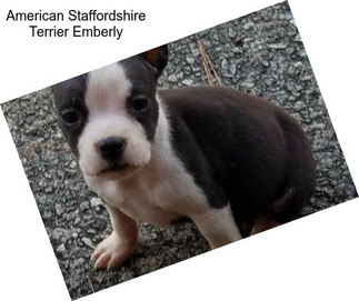 American Staffordshire Terrier Emberly