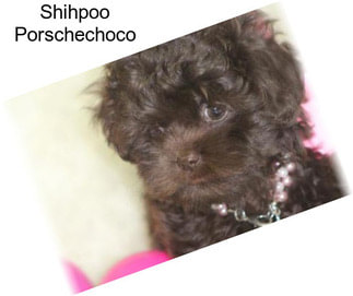 Shihpoo Porschechoco