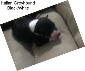 Italian Greyhound Black/white