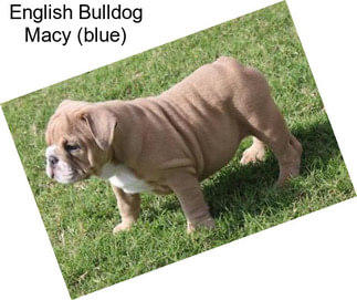 English Bulldog Macy (blue)