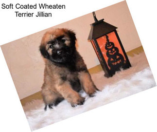 Soft Coated Wheaten Terrier Jillian