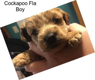 Cockapoo Fla Boy