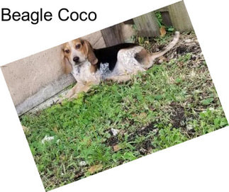 Beagle Coco