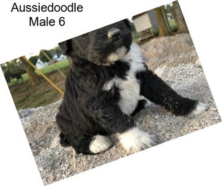 Aussiedoodle Male 6
