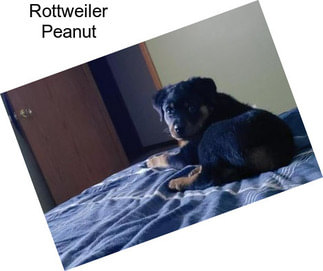 Rottweiler Peanut