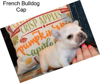 French Bulldog Cap