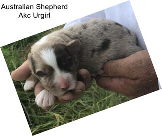 Australian Shepherd Akc Urgirl