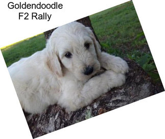 Goldendoodle F2 Rally