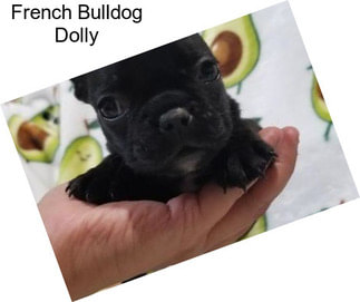 French Bulldog Dolly
