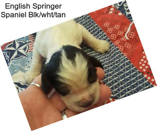 English Springer Spaniel Blk/wht/tan