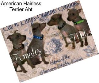 American Hairless Terrier Aht