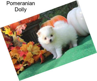 Pomeranian Dolly
