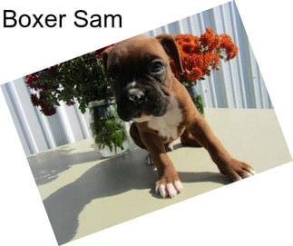Boxer Sam