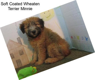 Soft Coated Wheaten Terrier Minnie