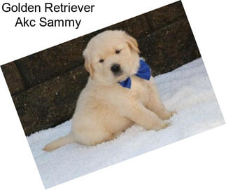 Golden Retriever Akc Sammy