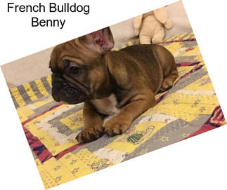 French Bulldog Benny