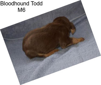 Bloodhound Todd M6