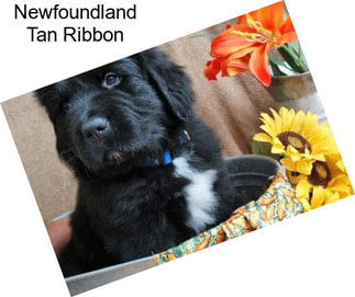 Newfoundland Tan Ribbon