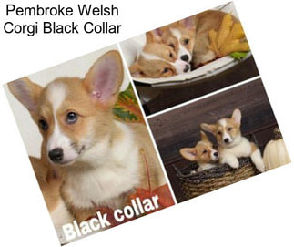 Pembroke Welsh Corgi Black Collar