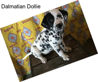 Dalmatian Dollie