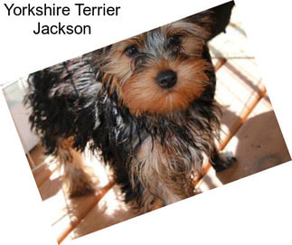 Yorkshire Terrier Jackson