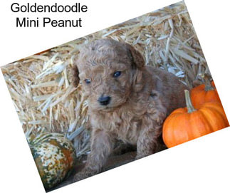 Goldendoodle Mini Peanut
