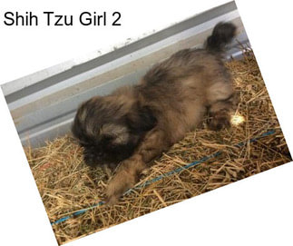 Shih Tzu Girl 2