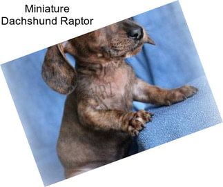 Miniature Dachshund Raptor