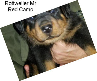 Rottweiler Mr Red Camo