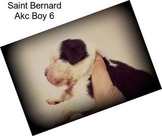 Saint Bernard Akc Boy 6