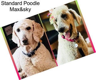 Standard Poodle Max&sky