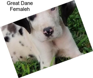 Great Dane Femaleh