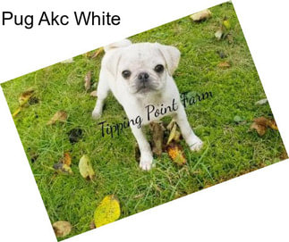 Pug Akc White