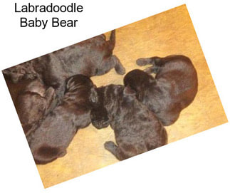 Labradoodle Baby Bear