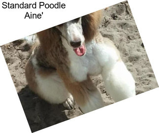 Standard Poodle Aine\'