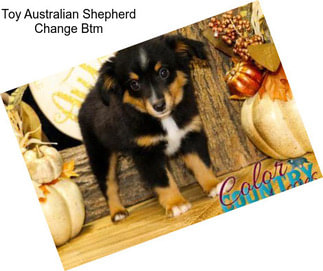 Toy Australian Shepherd Change Btm