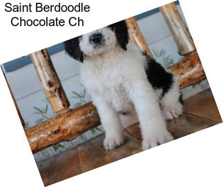 Saint Berdoodle Chocolate Ch