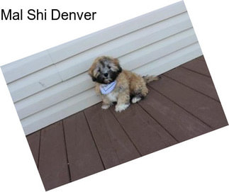 Mal Shi Denver