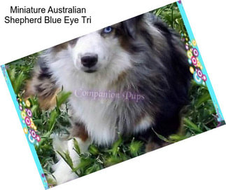 Miniature Australian Shepherd Blue Eye Tri