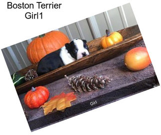 Boston Terrier Girl1