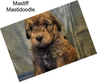 Mastiff Mastidoodle