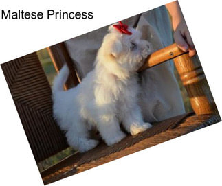 Maltese Princess