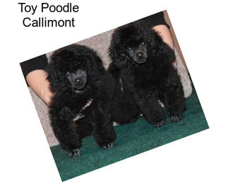 Toy Poodle Callimont