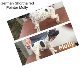 German Shorthaired Pointer Molly